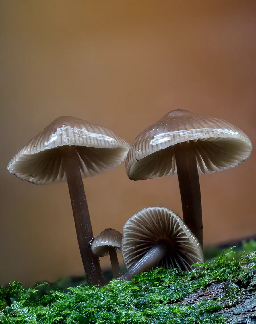 Mycena 2025B 24