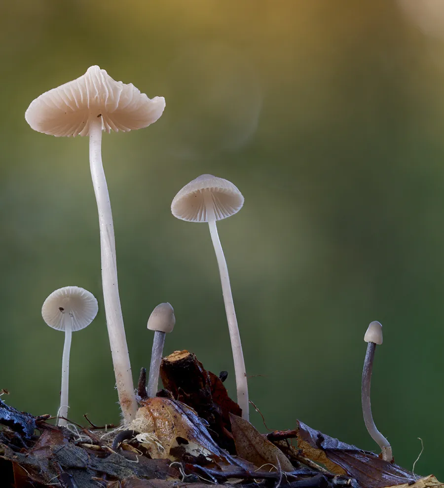 Mycena 2025B 27