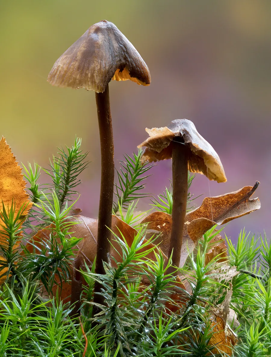 Mycena 2025B 29