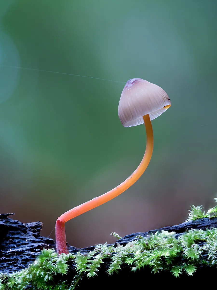 Mycena 2025B 3