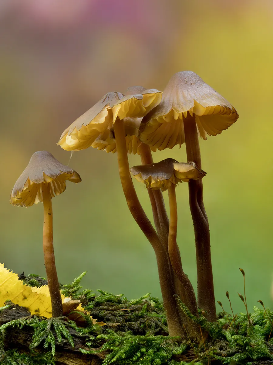 Mycena 2025B 30