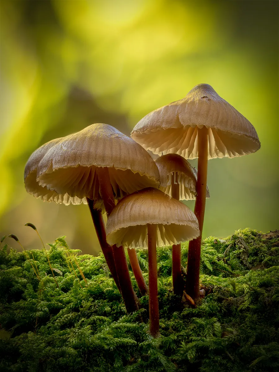 Mycena 2025B 31