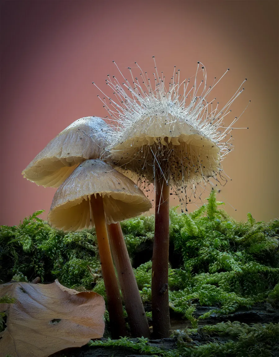 Mycena 2025B 32