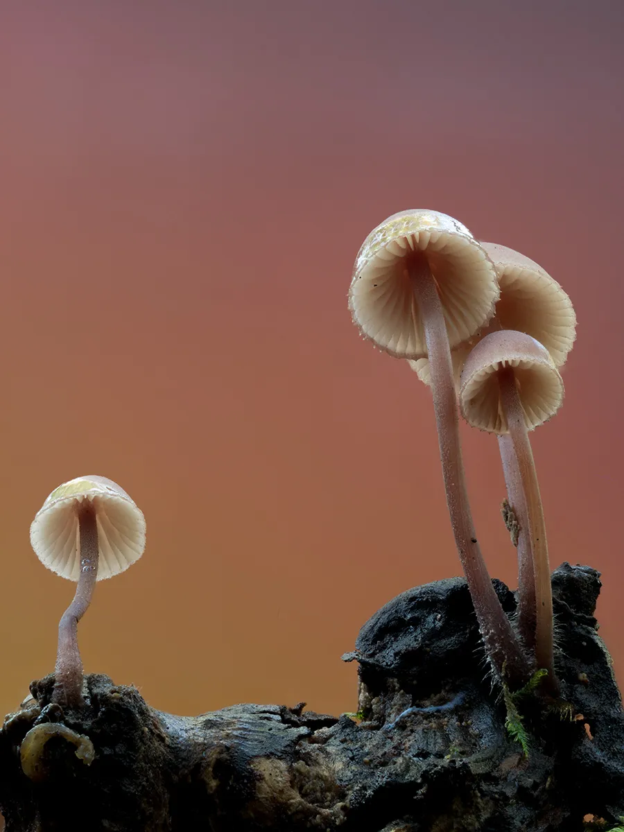 Mycena 2025B 33