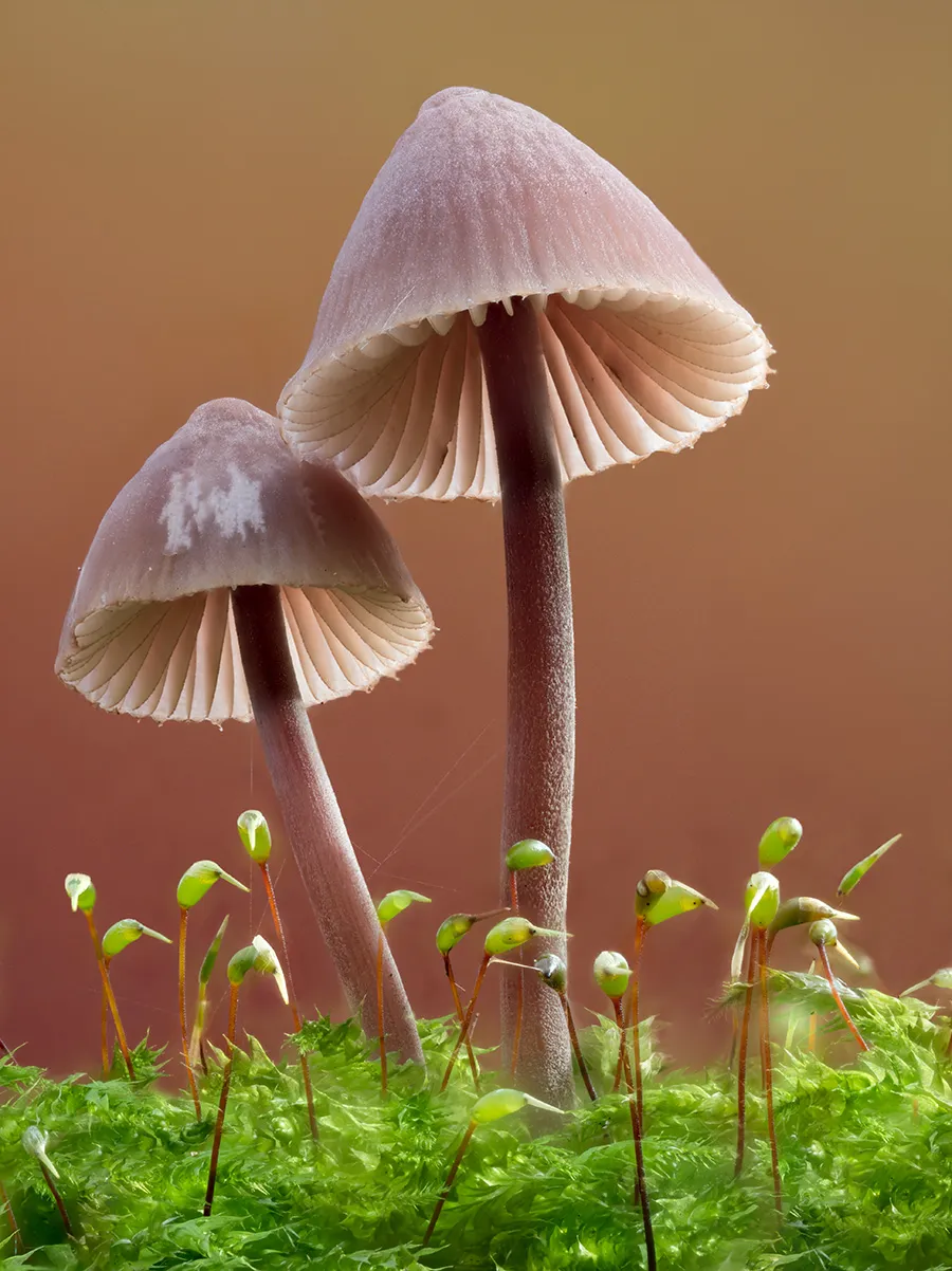 Mycena 2025B 36