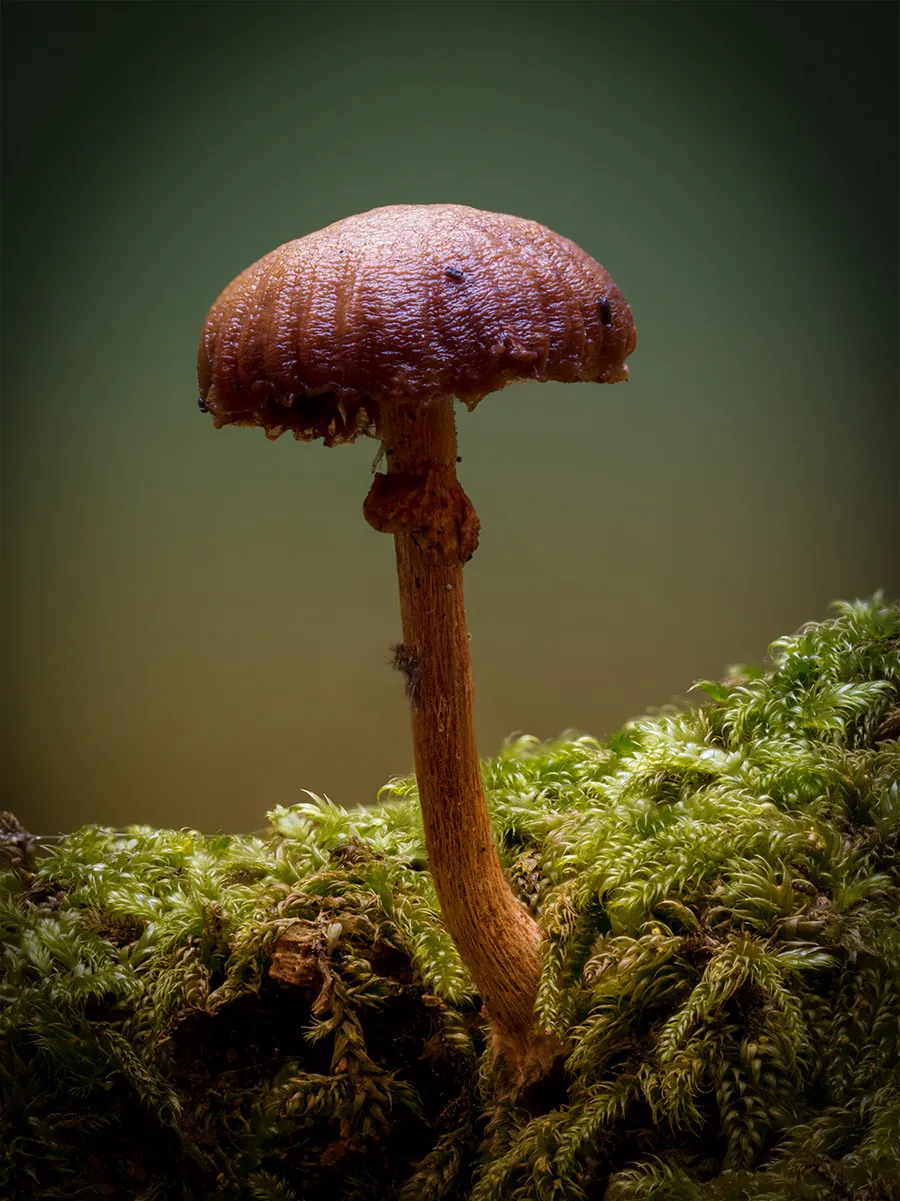 Mycena 2025B 38