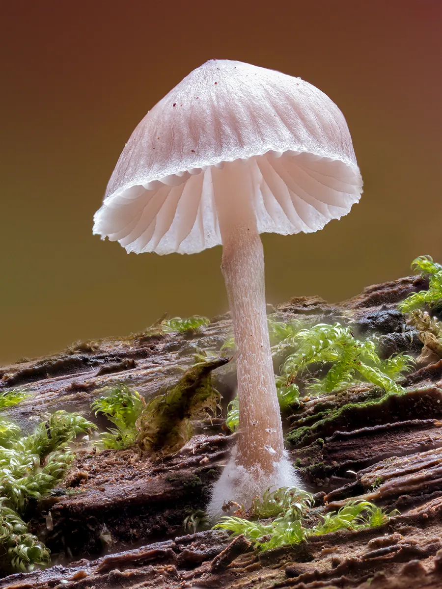 Mycena 2025B 39