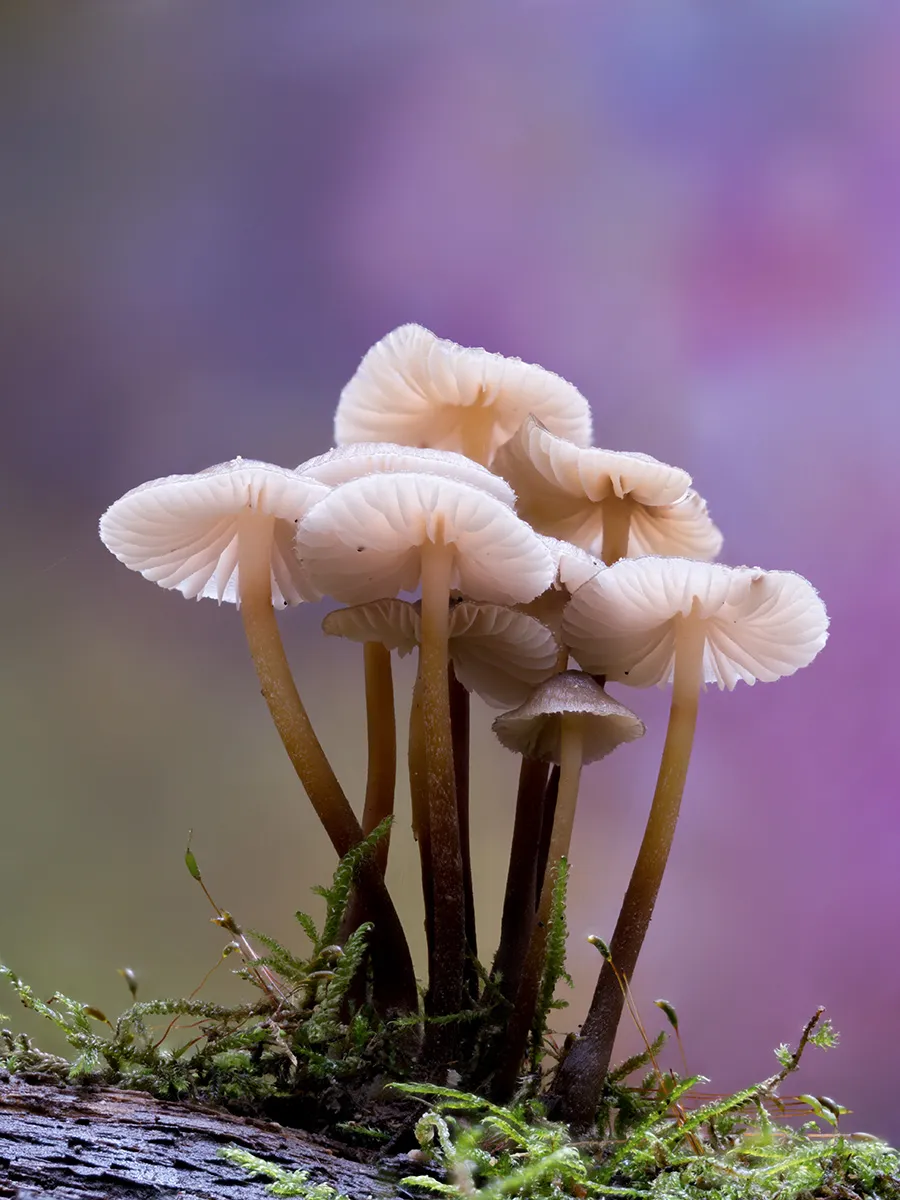 Mycena 2025B 4