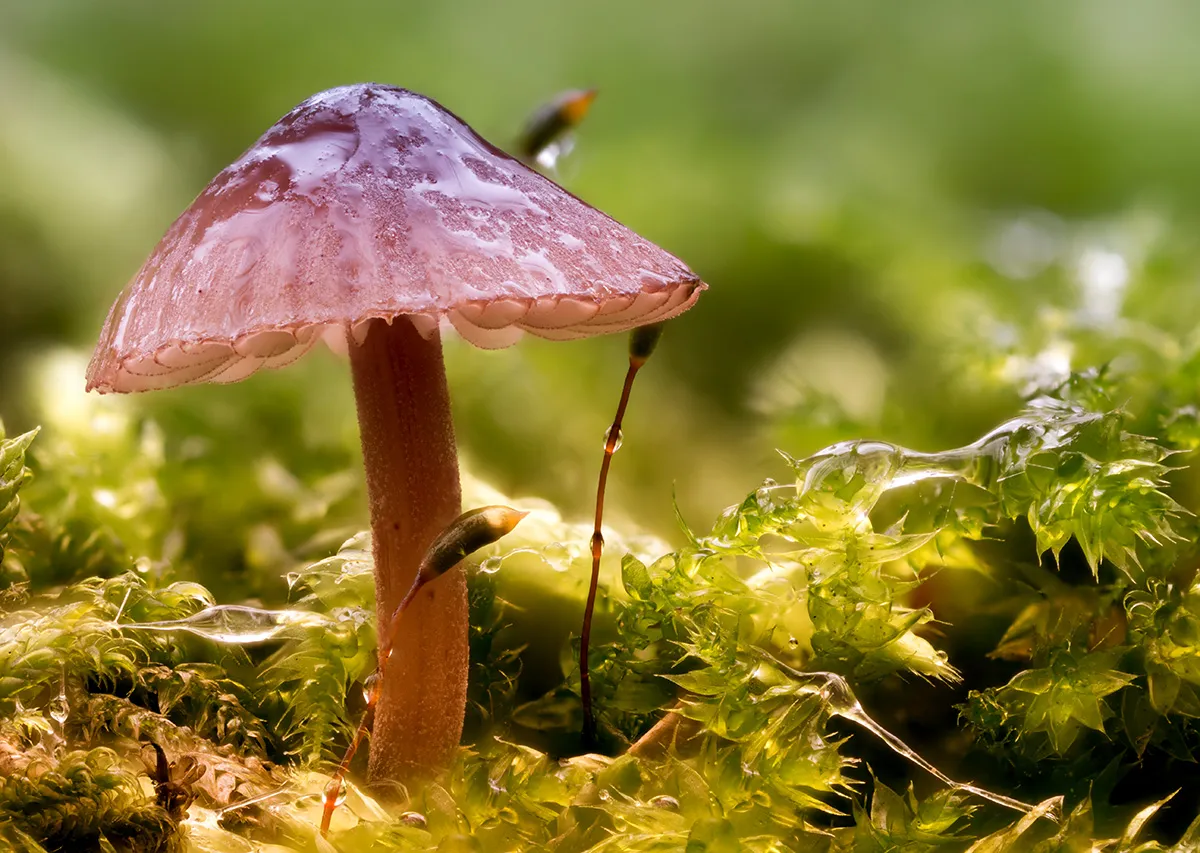 Mycena 2025B 41