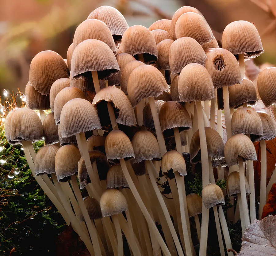 Mycena 2025B 42
