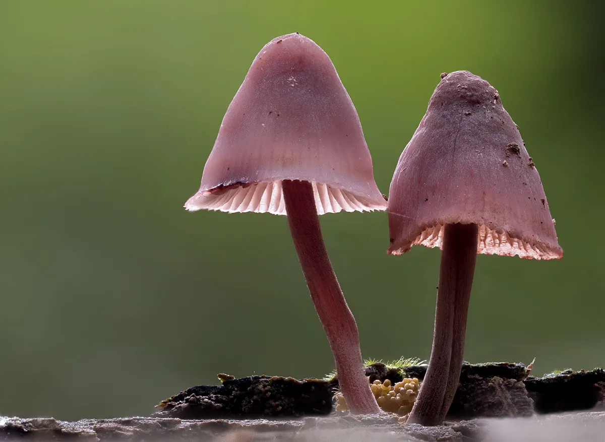 Mycena 2025B 5