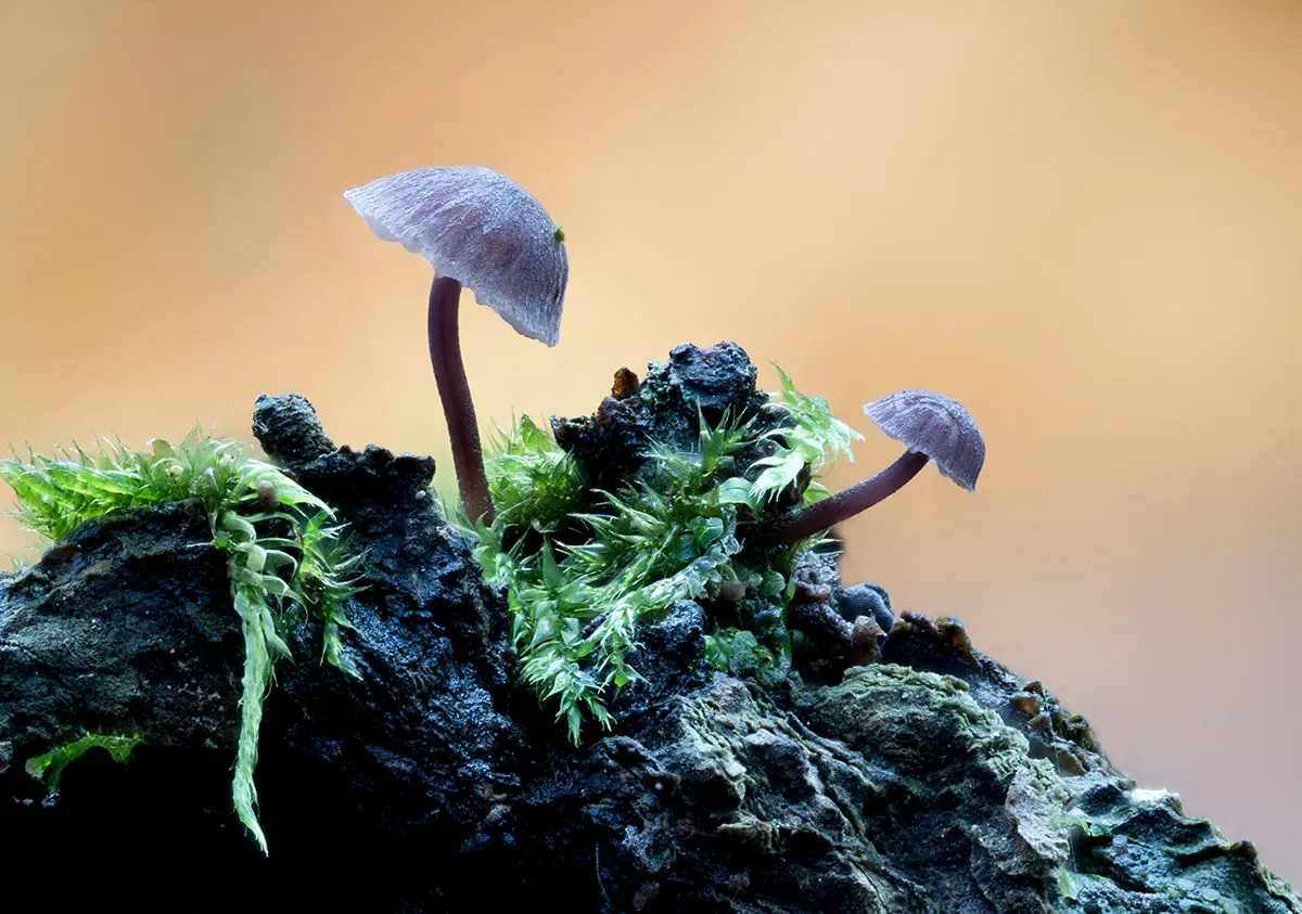 Mycena 2026A 1