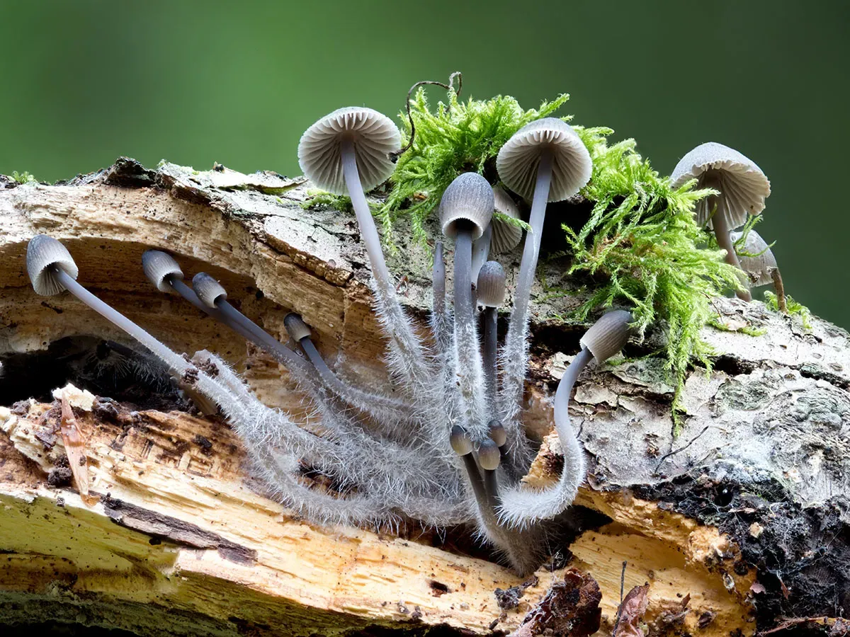 Mycena 2026A 3