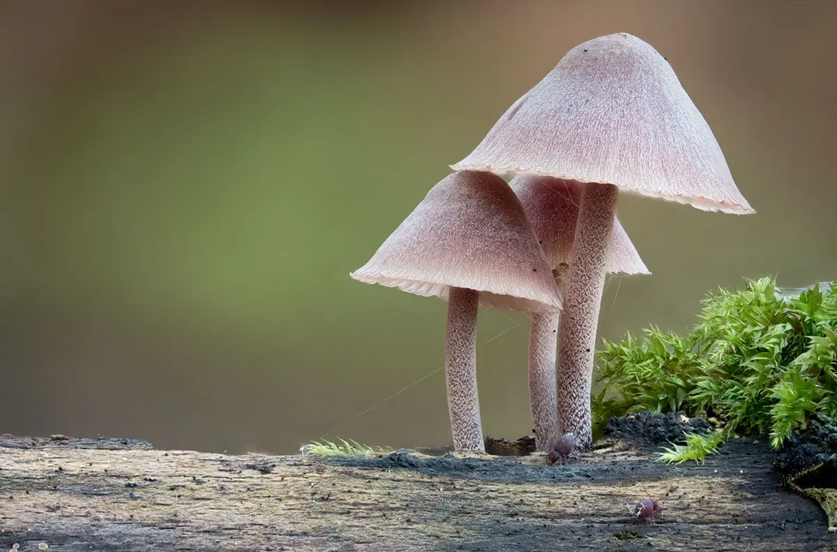 Mycena 2026A 5