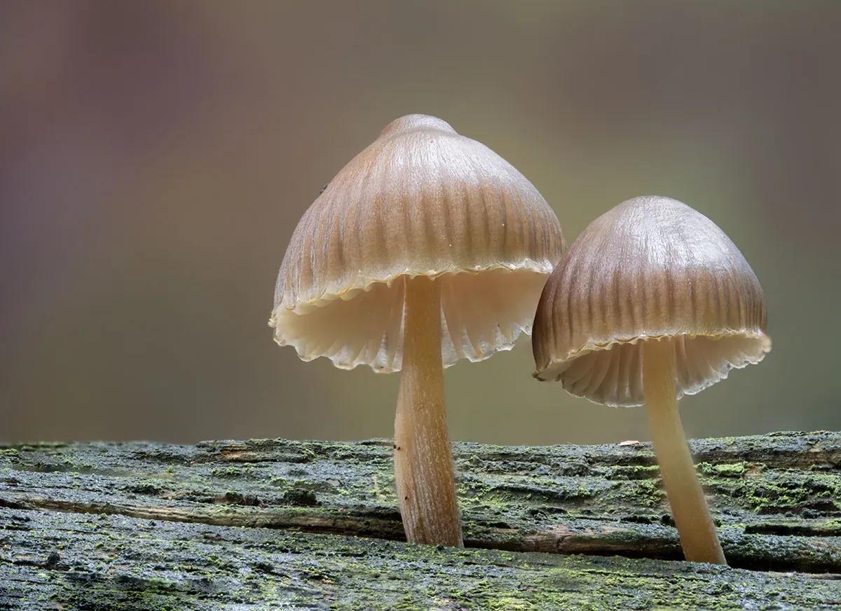 Mycena 2026A 6