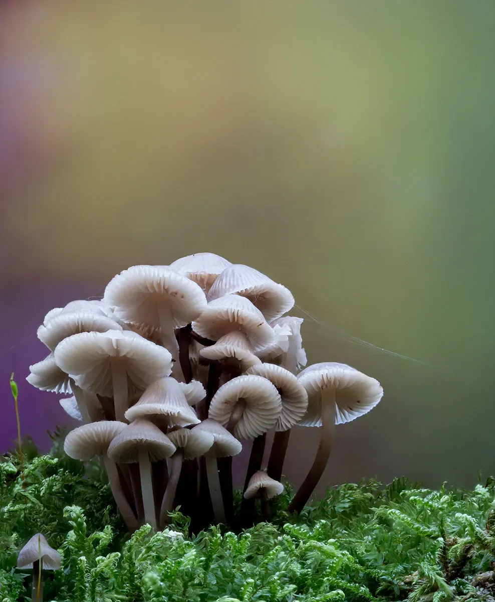Mycena 2026A 7