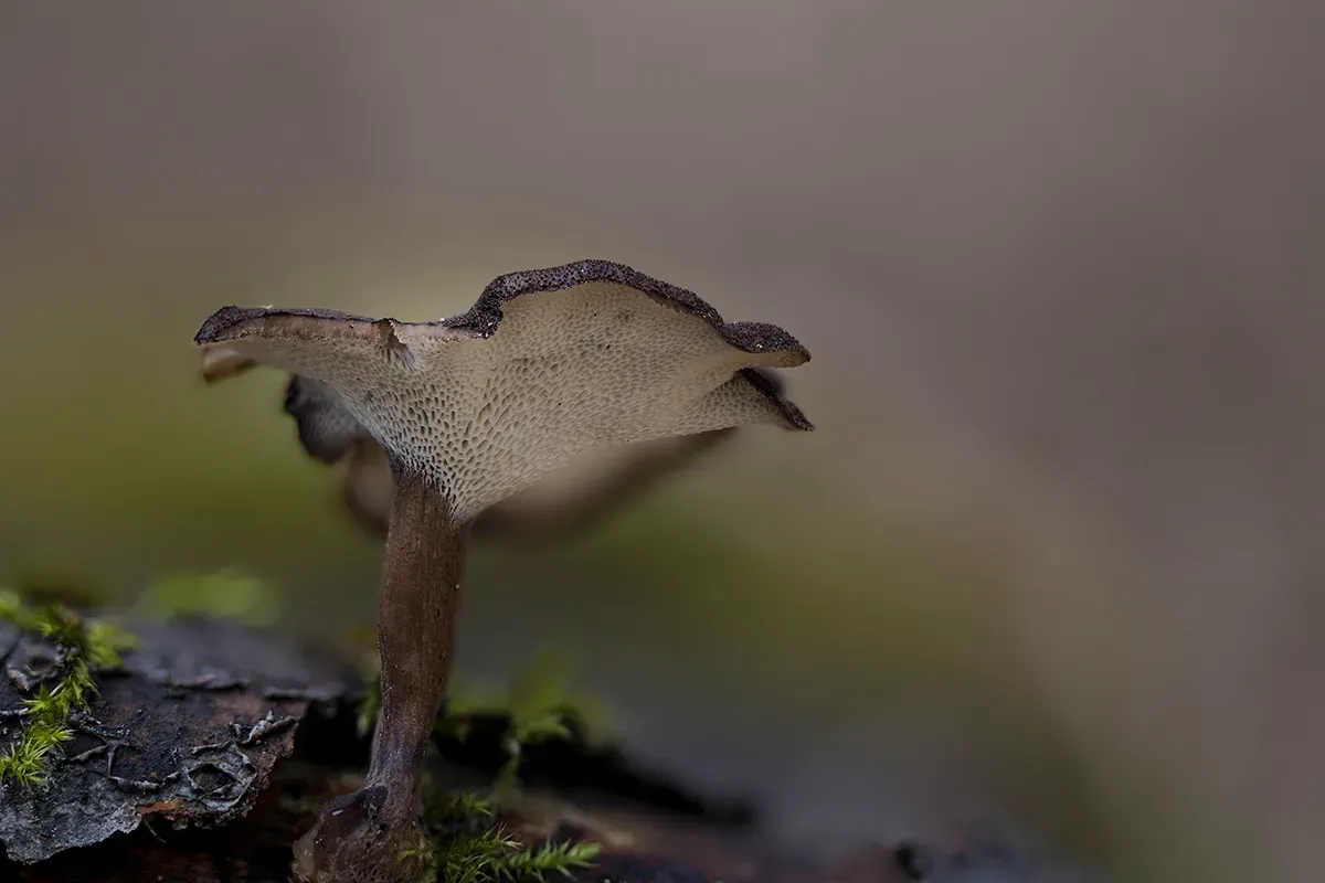 Winter Polypore 2018A 1