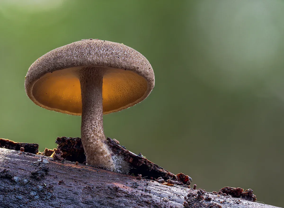 Winter Polypore 2018A 10