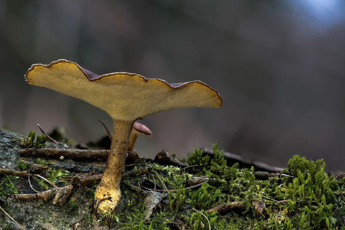 Winter Polypore 2018A 11