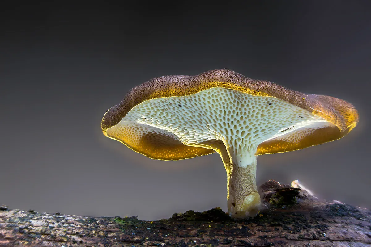Winter Polypore 2018A 13