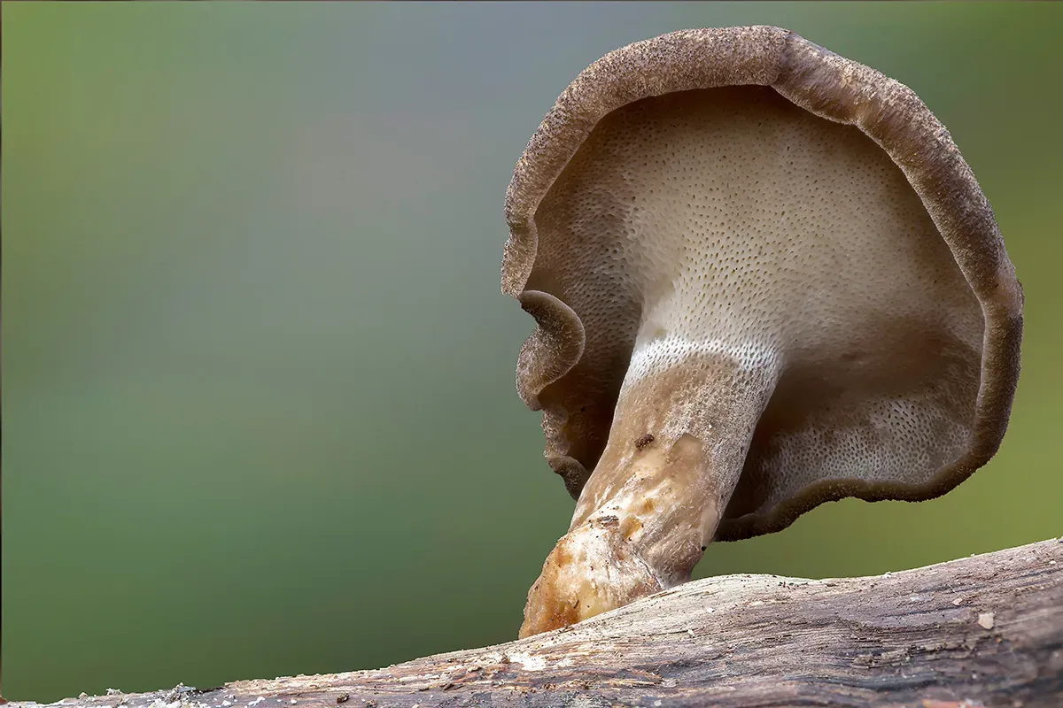 Winter Polypore 2018A 19