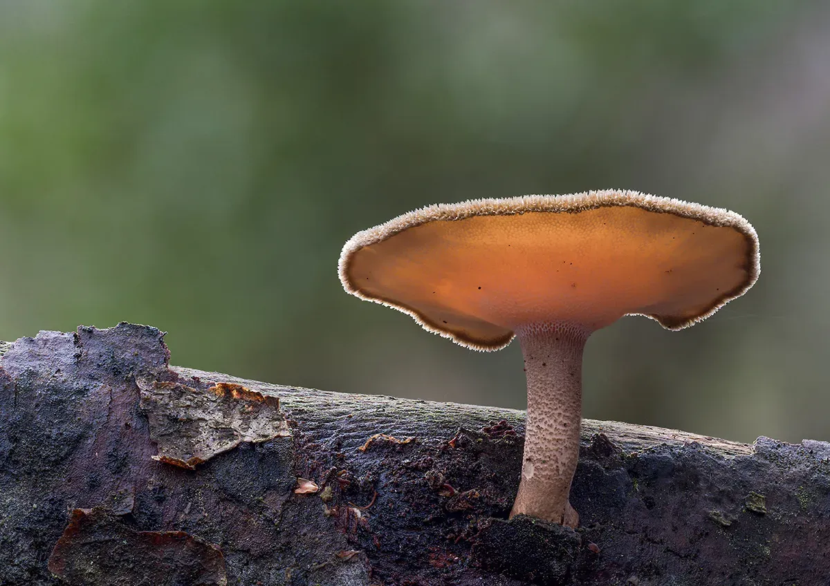Winter Polypore 2018A 2