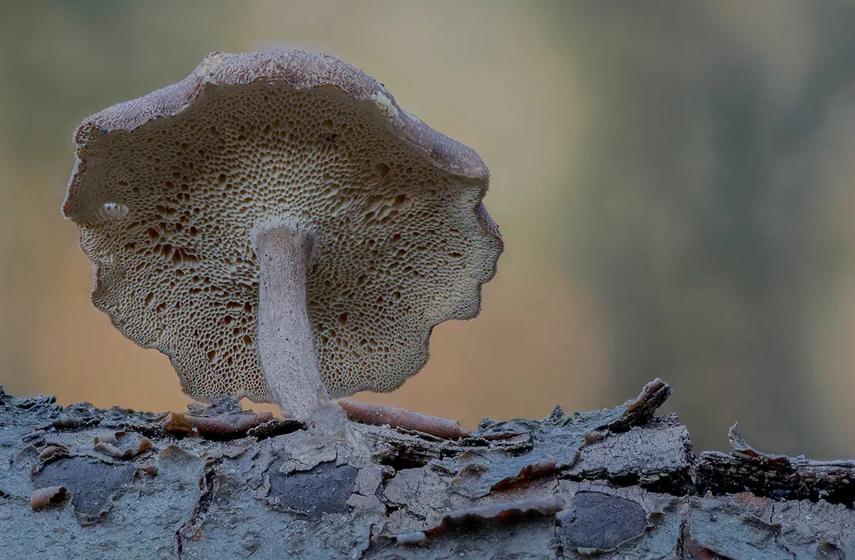 Winter Polypore 2018A 20