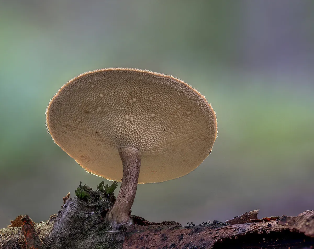 Winter Polypore 2018A 23