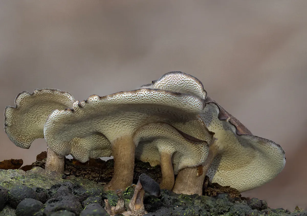 Winter Polypore 2018A 24