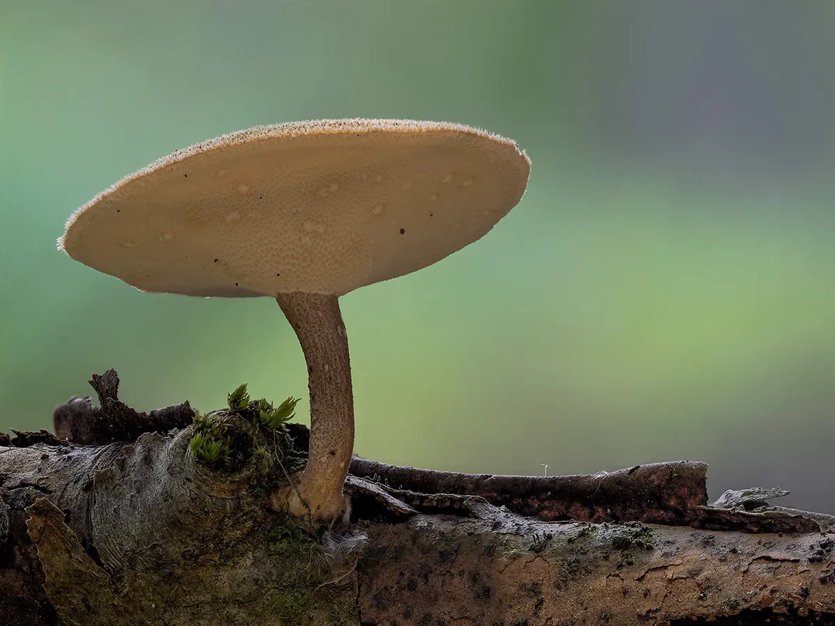 Winter Polypore 2018A 25