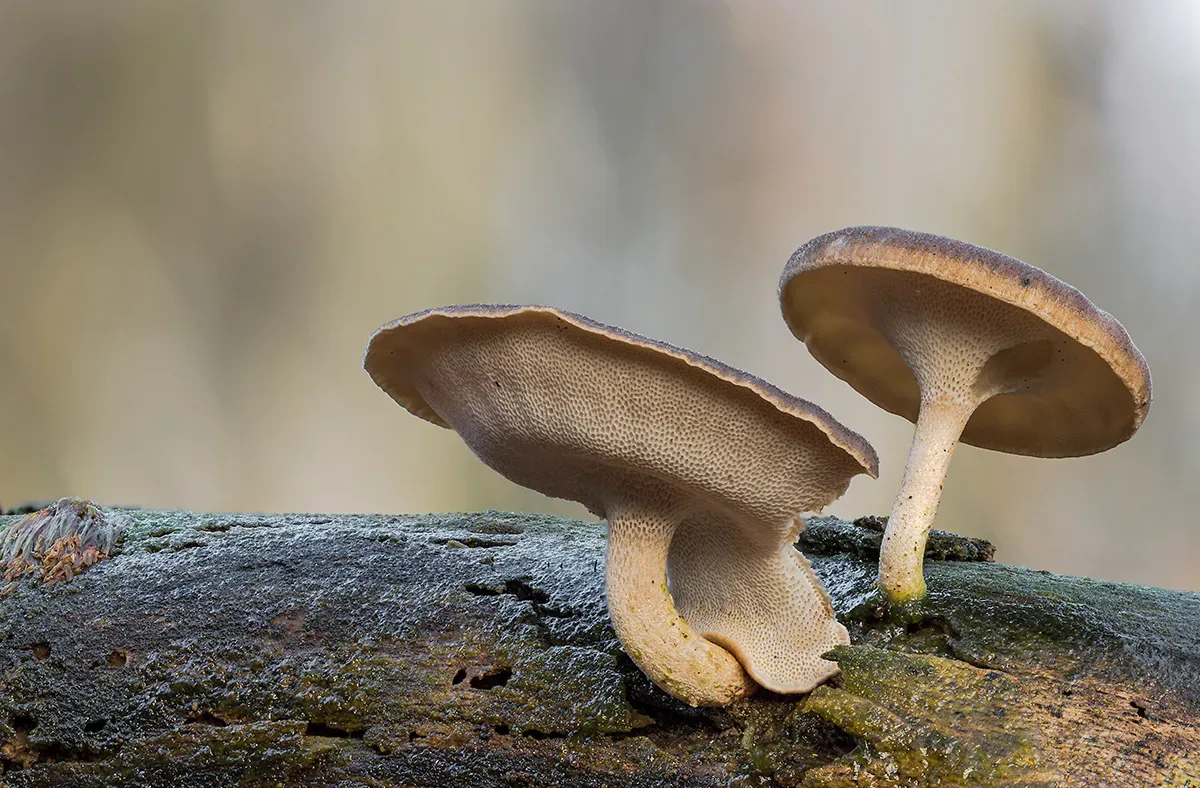 Winter Polypore 2018A 28
