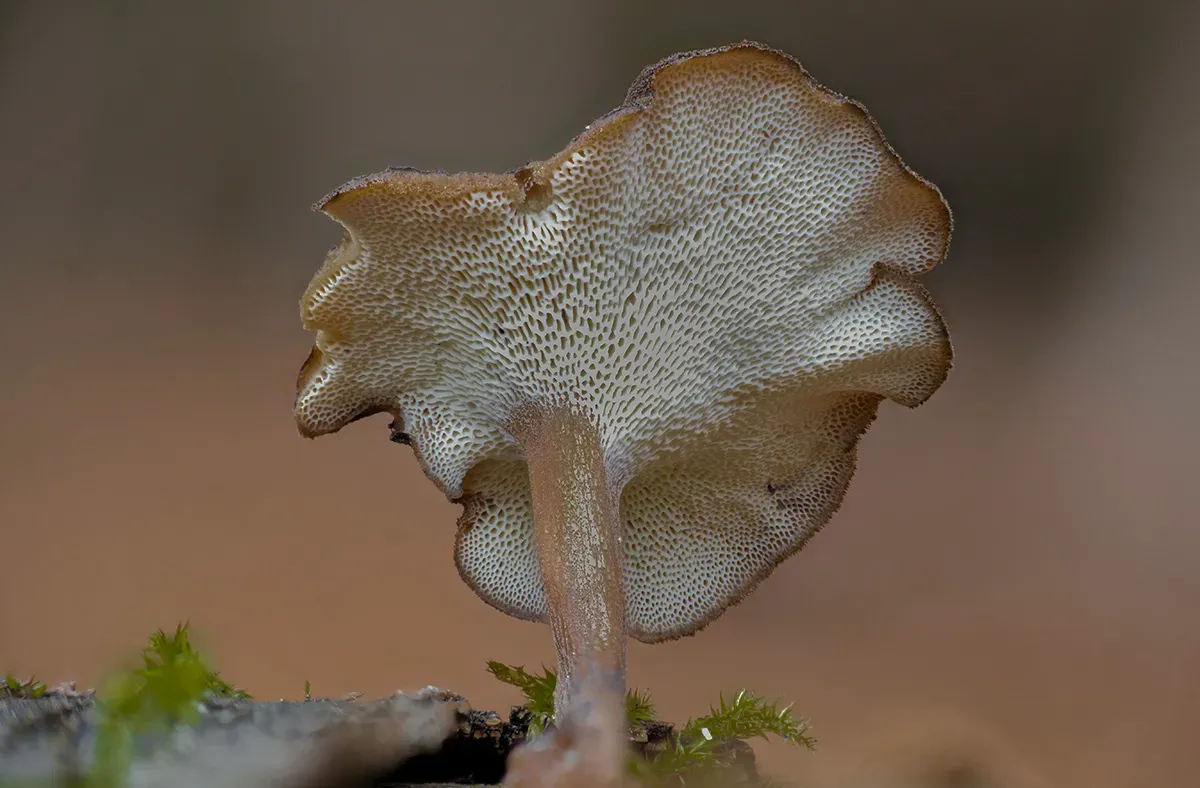 Winter Polypore 2018A 3