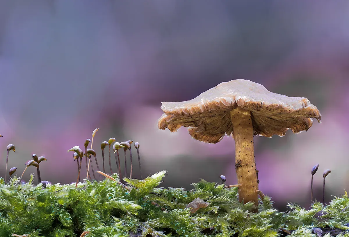 Winter Polypore 2018A 30