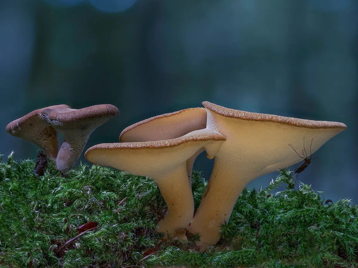 Winter Polypore 2018A 7