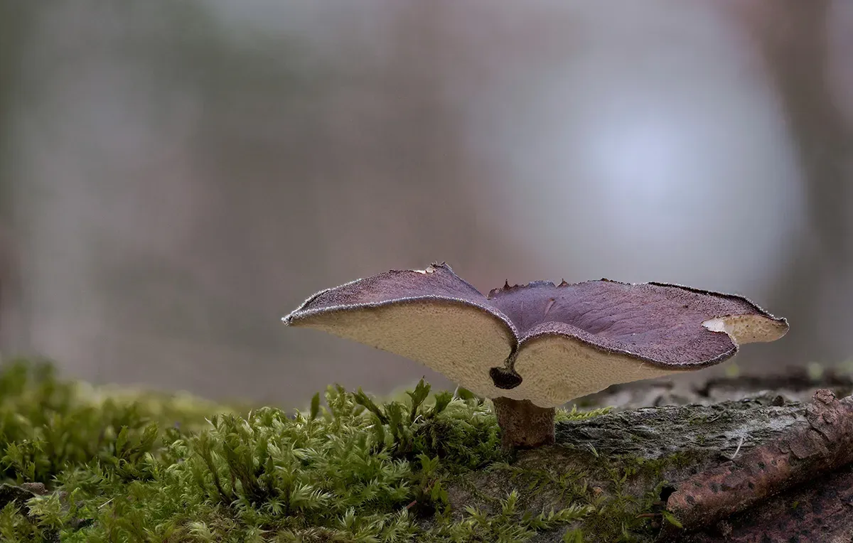 Winter Polypore 2018A 8