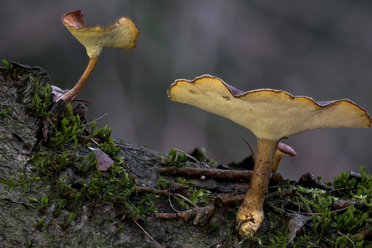 Winter Polypore 2018A 9