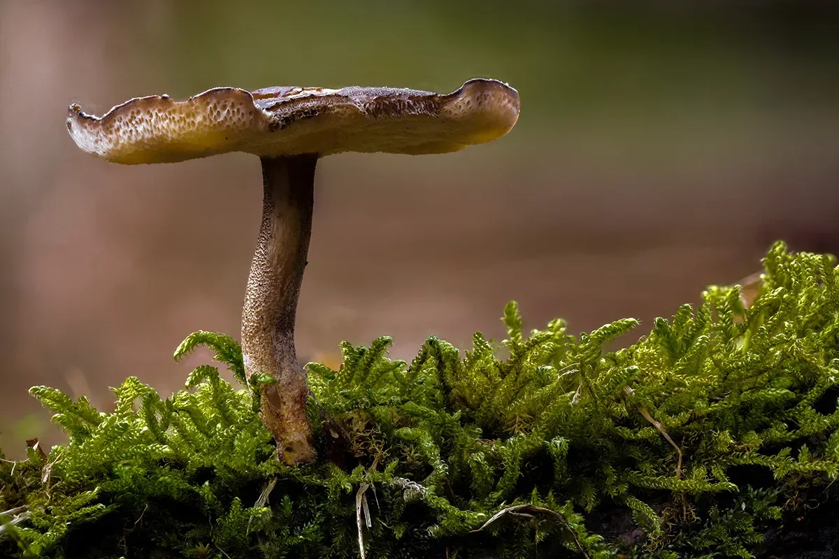 Winter Polypore 2018B 12