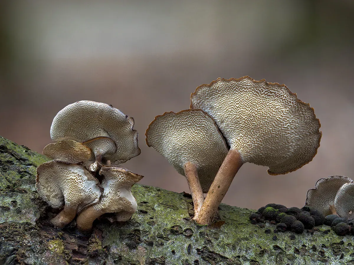 Winter Polypore 2018B 14