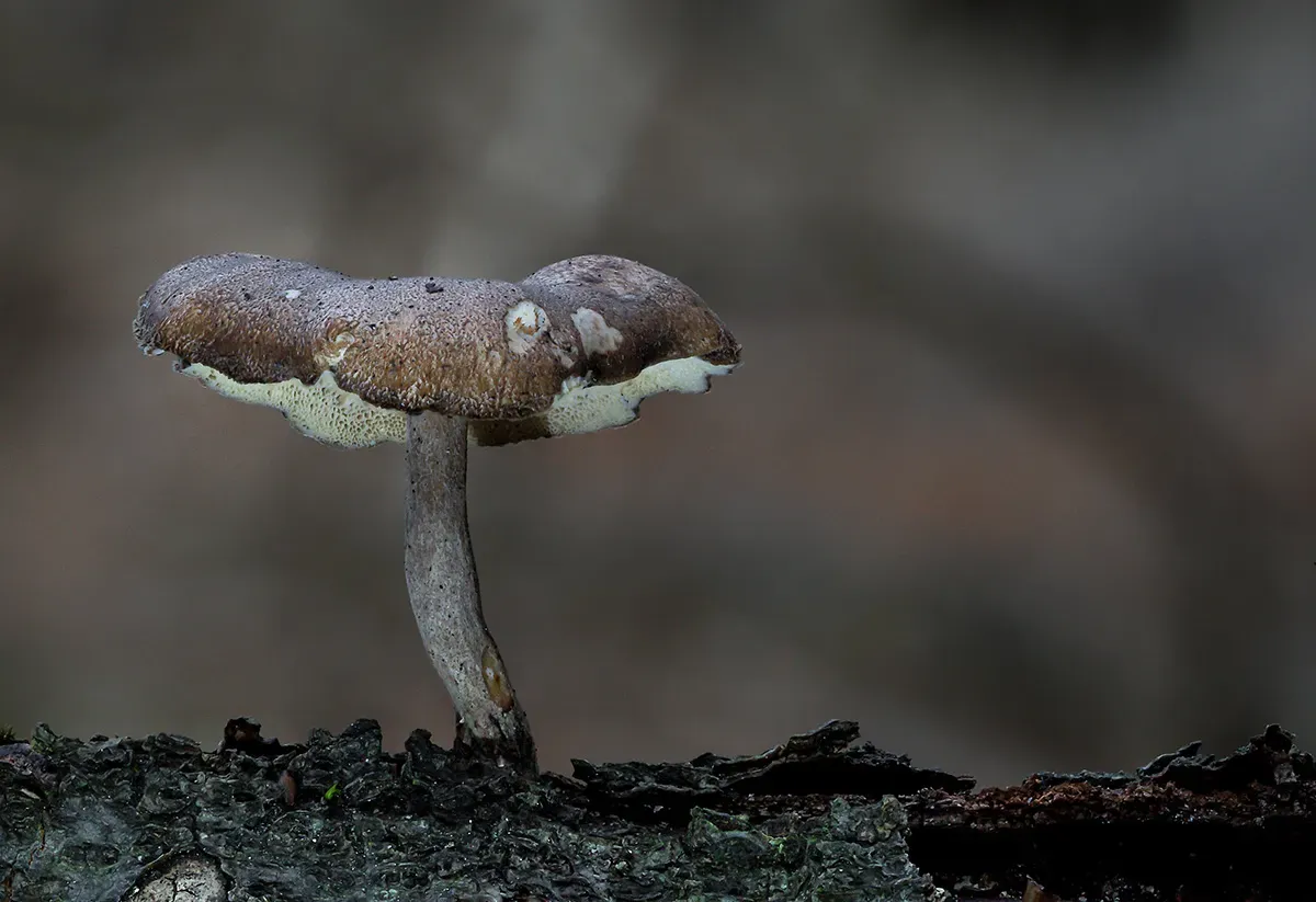 Winter Polypore 2018B 15