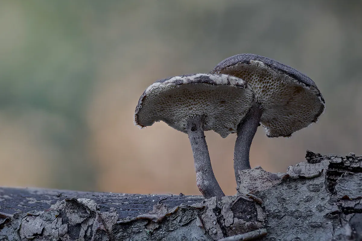 Winter Polypore 2018B 17