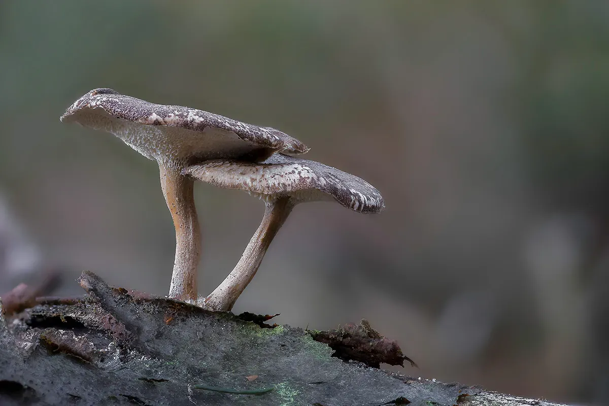 Winter Polypore 2018B 18