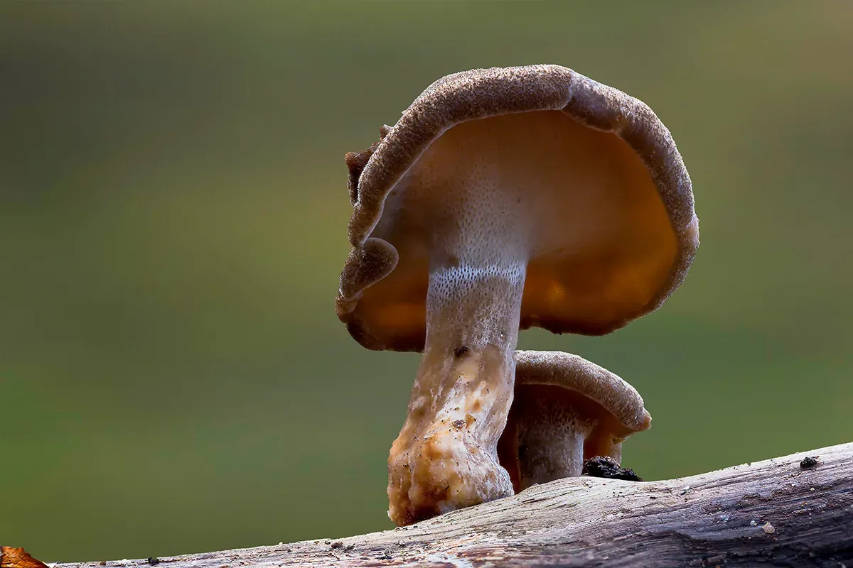 Winter Polypore 2018B 21