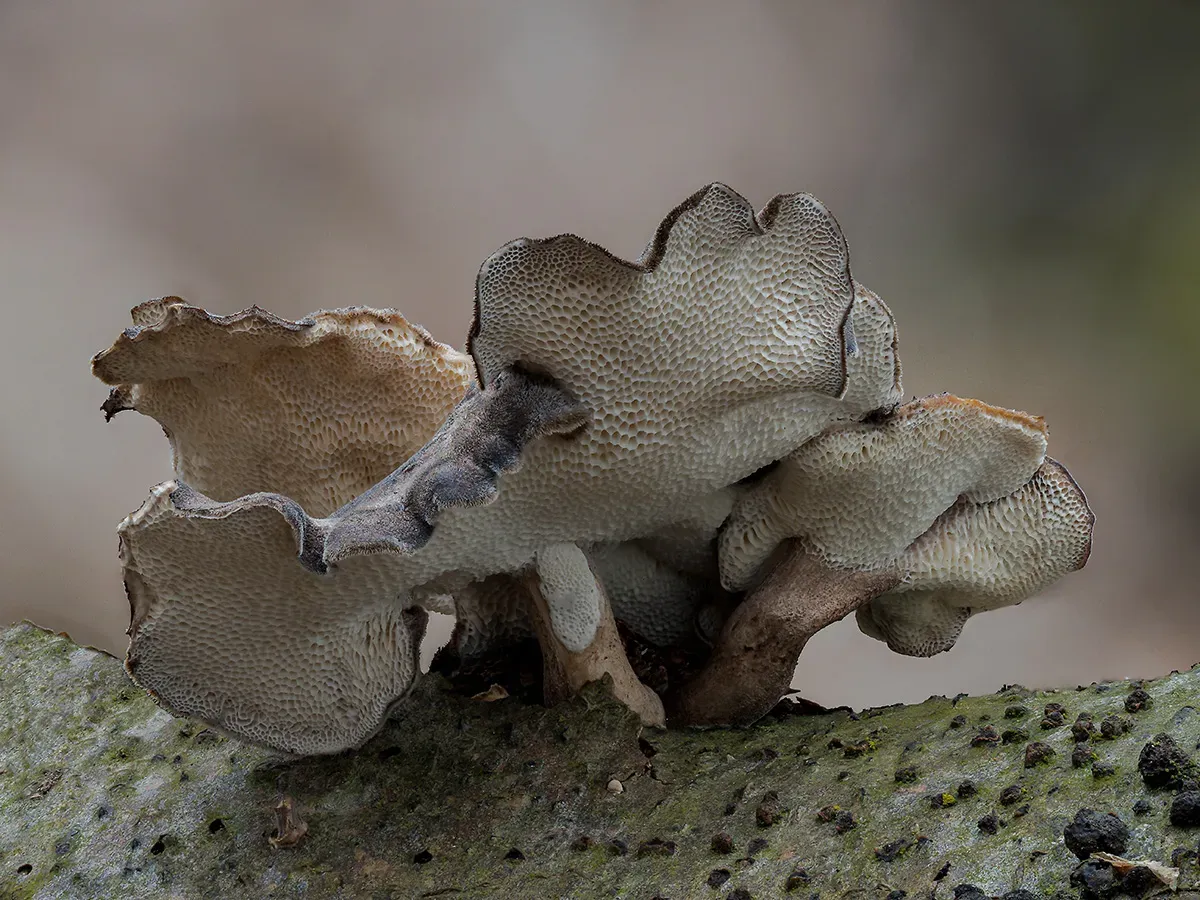 Winter Polypore 2018B 26