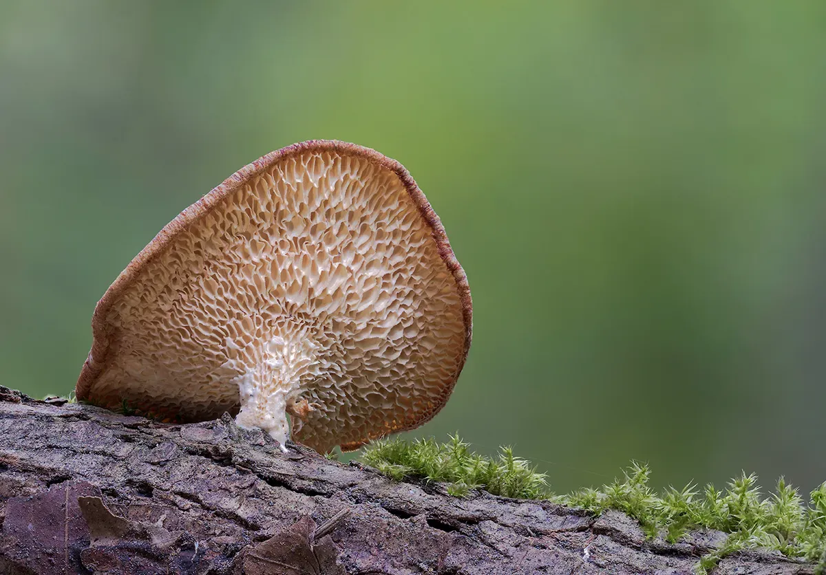 Winter Polypore 2018B 27
