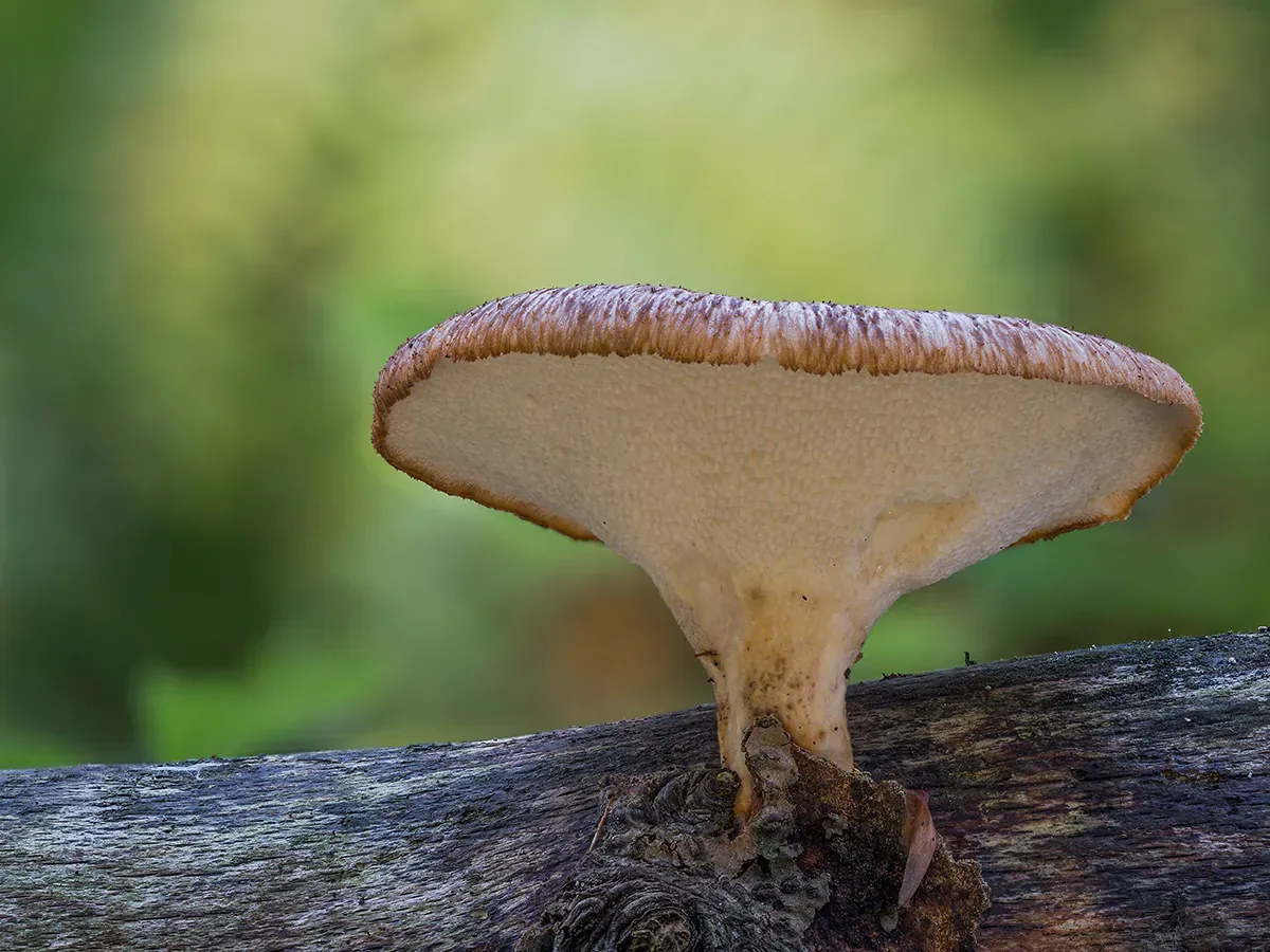Winter Polypore 2018B 31