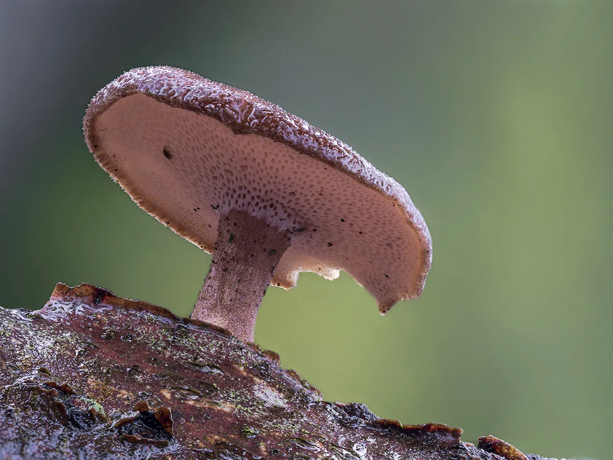 Winter Polypore 2019 11