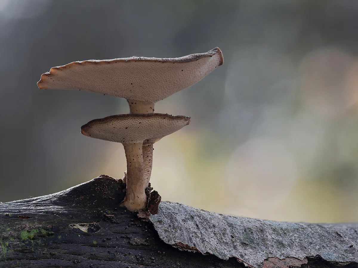 Winter Polypore 2019 19