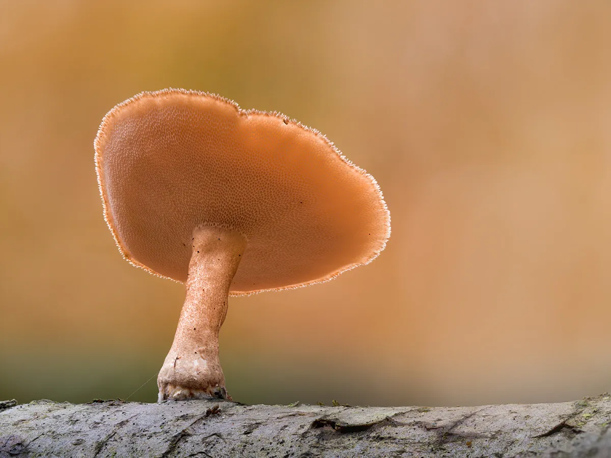Winter Polypore 2025 1