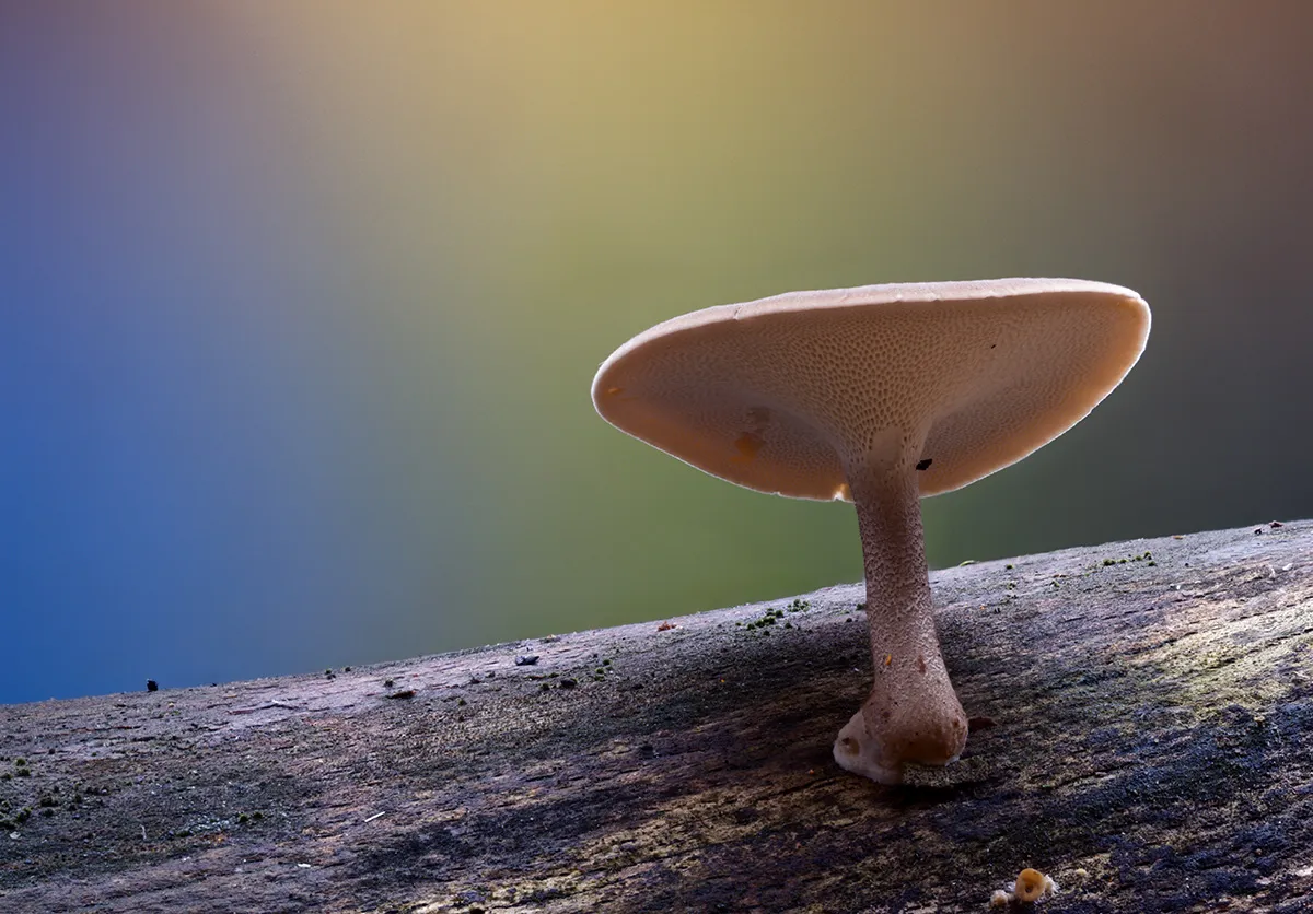 Winter Polypore 2025 2