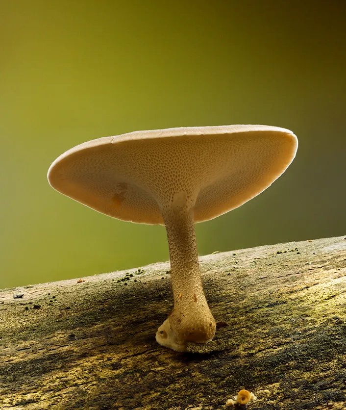 Winter Polypore 2025 3